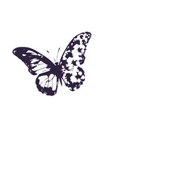 butterfly vector illustration