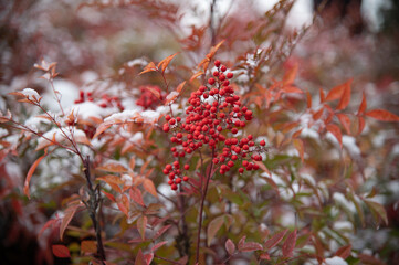 red berries of viburnum