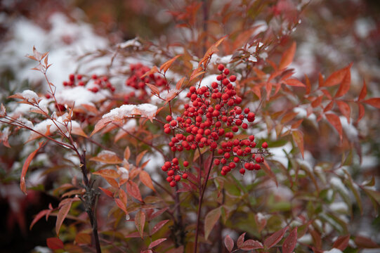 red berries in autumn