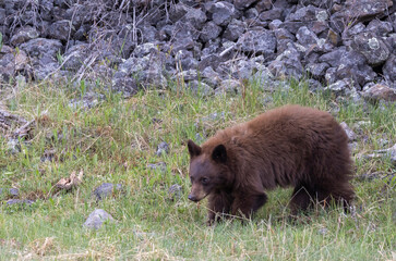 Black Bear Cub in Springtime in Yellowstone National Park Wyoming