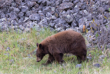 Black Bear Cub in Springtime in Yellowstone National Park Wyoming