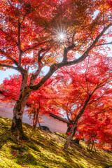 The beautiful Manshu-in Temple during fall season in Kyoto, Sakyo ward, Japan.