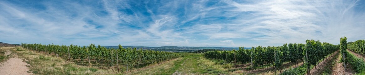 View over the vineyards down into the Rhine Valley near Oestrich-Winkel