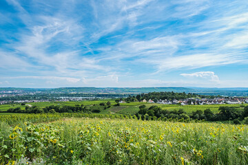 View over the vineyards down into the Rhine Valley near Oestrich-Winkel
