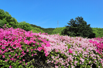 Naklejka premium なるかわ園地・ツツジの風景