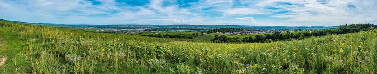 View over the vineyards down into the Rhine Valley near Oestrich-Winkel
