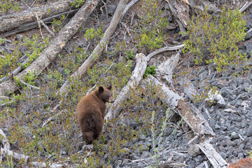 Black Bear Cub in Springtime in Yellowstone National Park Wyoming