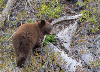 Black Bear Cub in Springtime in Yellowstone National Park Wyoming
