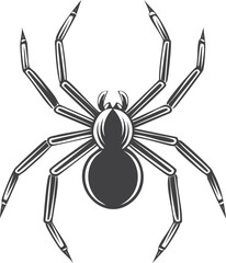 spider on a white background