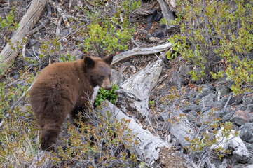 Black Bear Cub in Springtime in Yellowstone National Park Wyoming