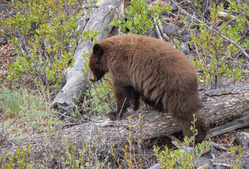 Black Bear Cub in Springtime in Yellowstone National Park Wyoming