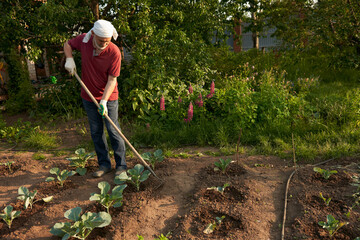 Senior citezen hoeing young cabbage seedlings in the vegetable garden.
