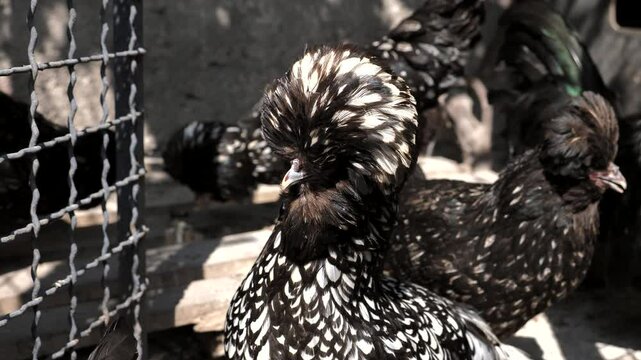 A hen of Paduan breed poses in the henhouse. Organic chicken in the countryside.