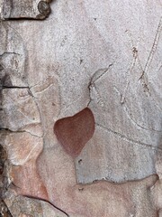 Corazón el un tronco