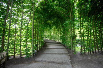 The Hornbeam pergola walk, Alnwick Garden Northumberland