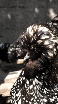 A hen of Paduan breed poses in the henhouse. Organic chicken in the countryside.