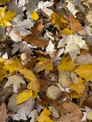 Colores de otoño