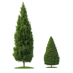 Majestic Cypress Tree - Mediterranean Evergreen on Transparent Background