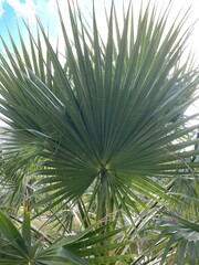 Palmera de abanico mexicana
