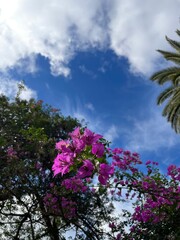Buganvilla
