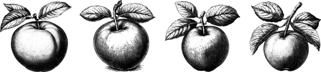 Detailed engraved illustration of peach with black bold lines for botanical design