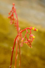 Bright pink and yellow alpine wildflower blooms curve on red stalks in soft afternoon light.