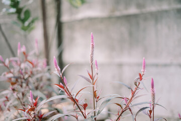 Delicate pink Celosia flowers against a neutral backdrop with shallow depth