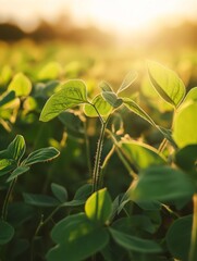Sunlit field with young soybean and corn plants in the foreground, symbolizing early-stage growth.
