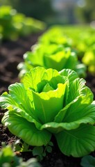 Vibrant green organic lettuce plants thriving in a lush, sun-drenched garden bed Healthy leaves showcase natural growth, ideal for fresh salads or cooking , summer, organic farming, eco