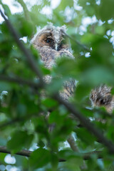 Juvenile long eared owl