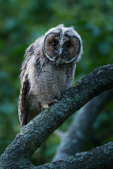 Juvenile long eared owl