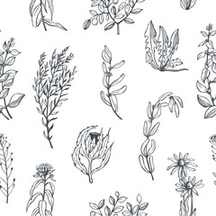 Hand-drawn wild medicinal herbs.   Vector seamless pattern.