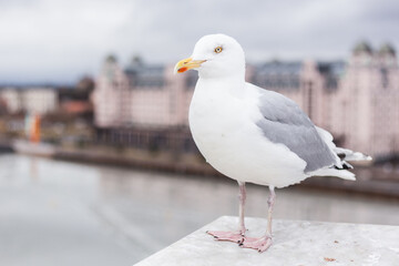 Fototapeta premium European gull in front of the cityscape of Oslo