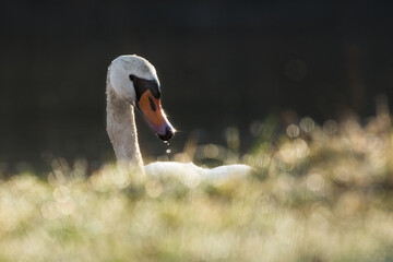 Mute swan in the morning light