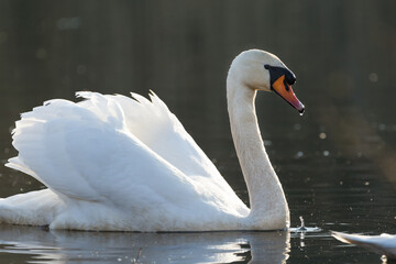 Obraz premium Mute swan in the morning light