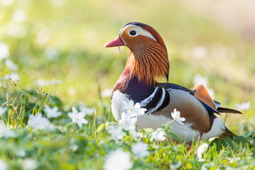 Mandarin duck
