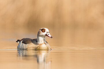 Egyptian goose (Alopochen aegyptiacus)