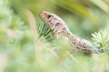 Sand lizard in natural environment