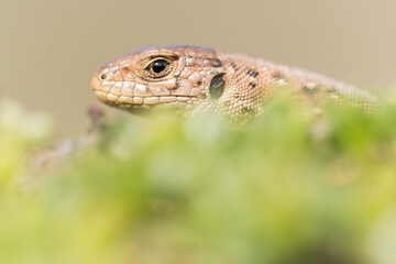 Sand lizard lying on a stone