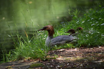 little baby duck swimming in the lake