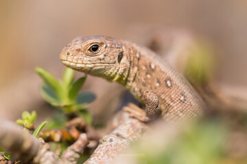 Sand lizard in natural environment