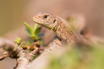 Sand lizard in natural environment