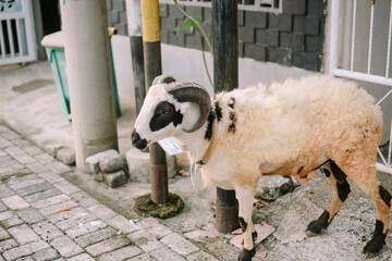 Horned ram standing patiently along a paved road outdoors ready