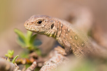 Sand lizard in natural environment