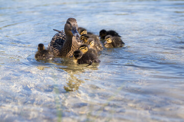 mallard ducklings swimming on a lake