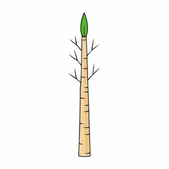 bamboo isolated on white background