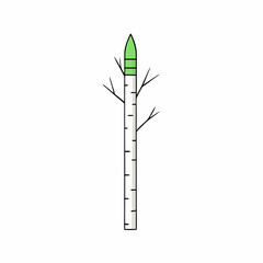 bamboo isolated on white background
