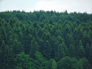 The tranquil beauty of an evergreen fir forest at dusk, with dense canopy