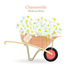 banner with a wheelbarrow of blooming chamomile flowers. card with camomile wildflowers in a cart with hang tag. medicinal herbal daisy in barrow with craft paper tag label