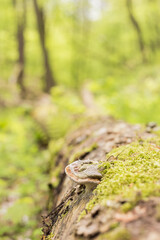 Spring forest